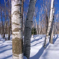 Birch, paper